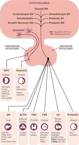 The Practitioner's Pocket Pal: A "Made Ridiculously Simple" Rapid Medical Reference