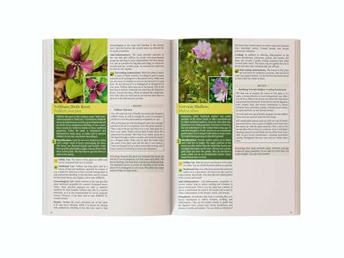 The Lost Book of Herbal Remedies II