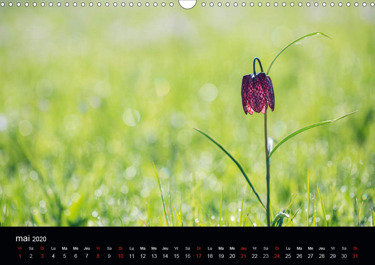 Fleurs et nature 2020: Poesie des fleurs au cours des saisons (Calvendo Nature) (French Edition)