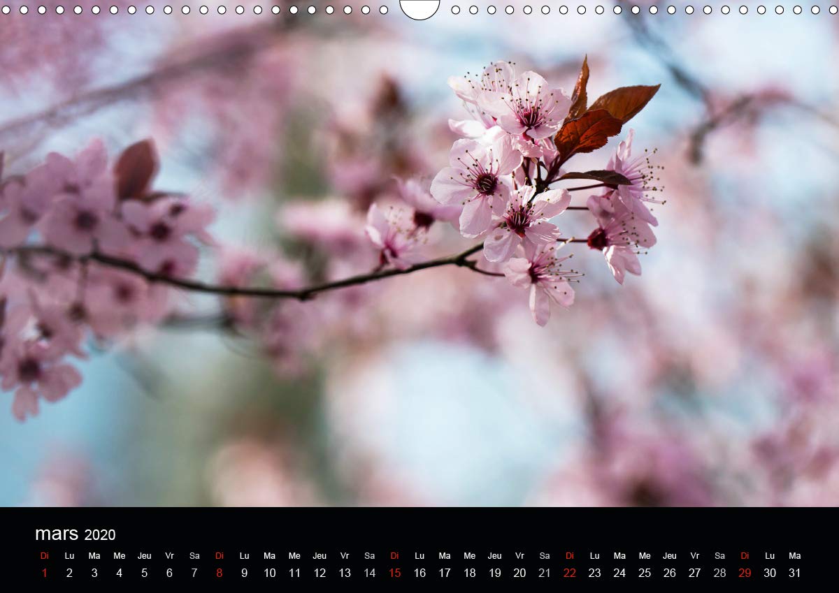 Fleurs et nature 2020: Poesie des fleurs au cours des saisons (Calvendo Nature) (French Edition)