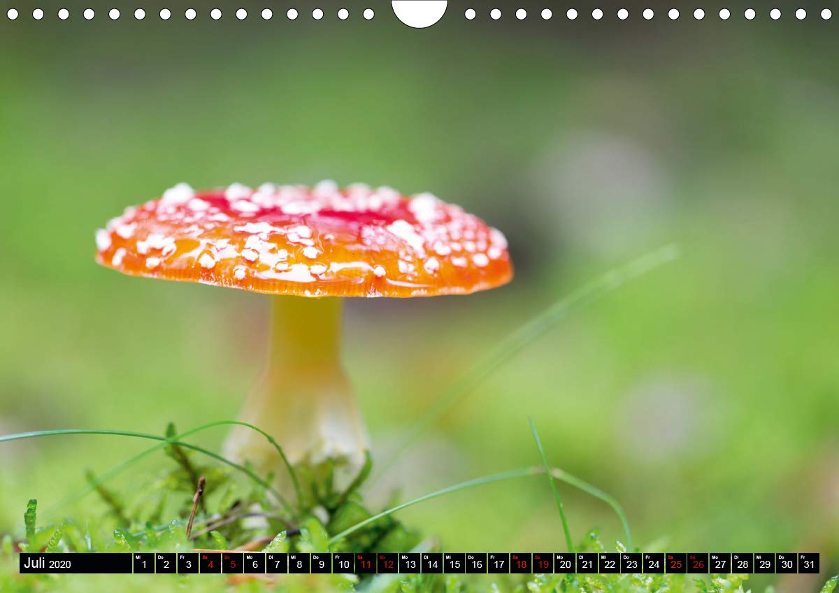 Evasion dans l'imaginaire 2020: Mon imagination se materialise dans un jeu abstrait plein de couleur, joie et harmonie qui me ramene dans le monde de l'enfance. (Calvendo Art) (French Edition)