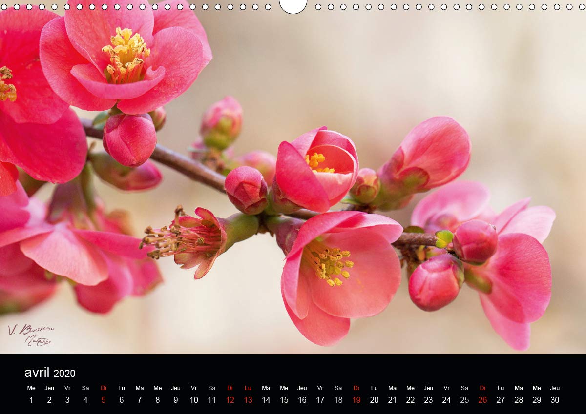 Fleurs et nature 2020: Poesie des fleurs au cours des saisons (Calvendo Nature) (French Edition)