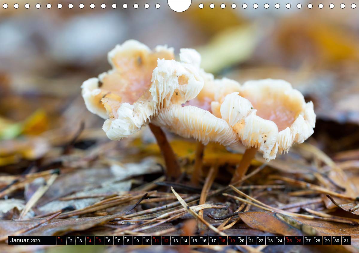 Evasion dans l'imaginaire 2020: Mon imagination se materialise dans un jeu abstrait plein de couleur, joie et harmonie qui me ramene dans le monde de l'enfance. (Calvendo Art) (French Edition)