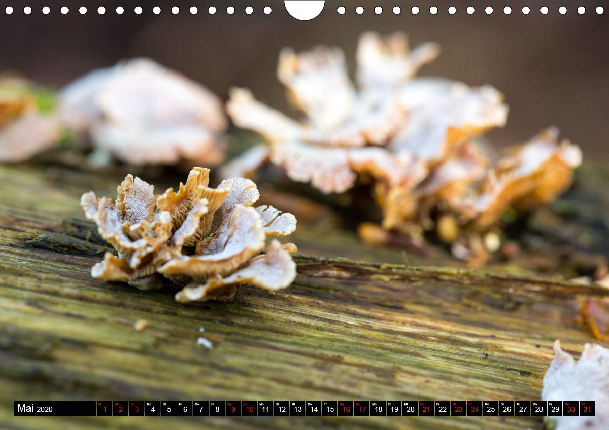 Evasion dans l'imaginaire 2020: Mon imagination se materialise dans un jeu abstrait plein de couleur, joie et harmonie qui me ramene dans le monde de l'enfance. (Calvendo Art) (French Edition)