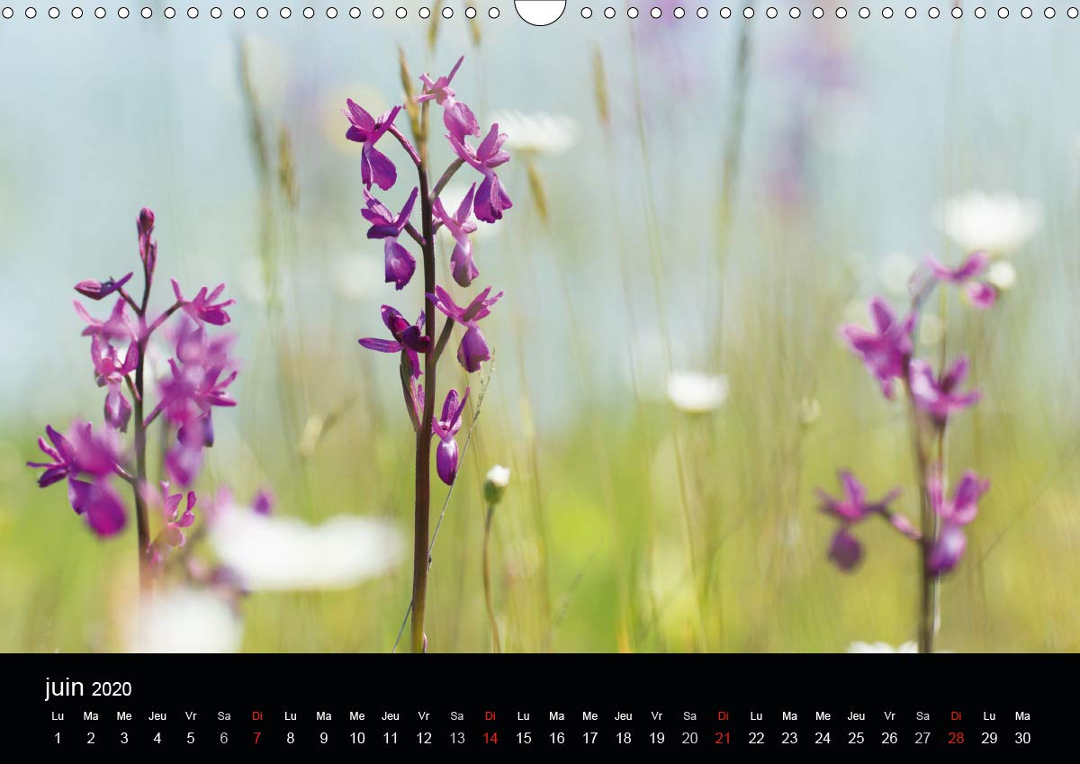 Fleurs et nature 2020: Poesie des fleurs au cours des saisons (Calvendo Nature) (French Edition)