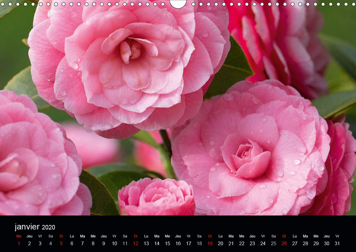 Fleurs et nature 2020: Poesie des fleurs au cours des saisons (Calvendo Nature) (French Edition)