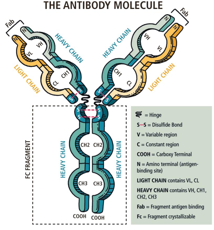 Immunology Made Ridiculously Simple: Color Edition