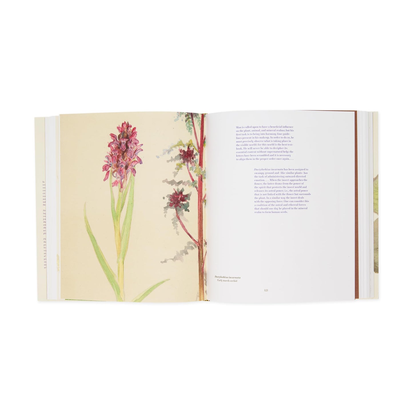 Hilma af Klint: What Stands Behind the Flowers