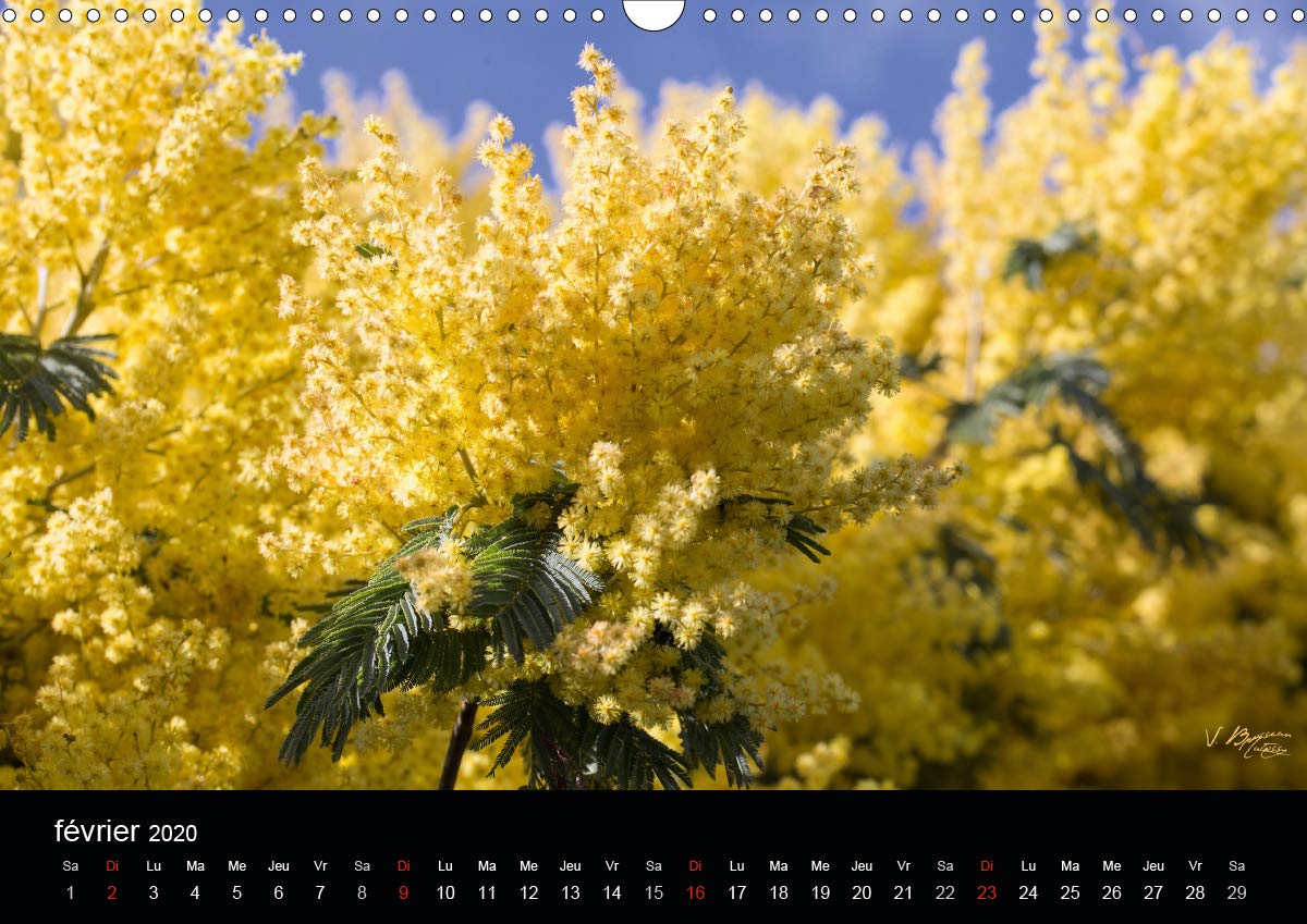 Fleurs et nature 2020: Poesie des fleurs au cours des saisons (Calvendo Nature) (French Edition)