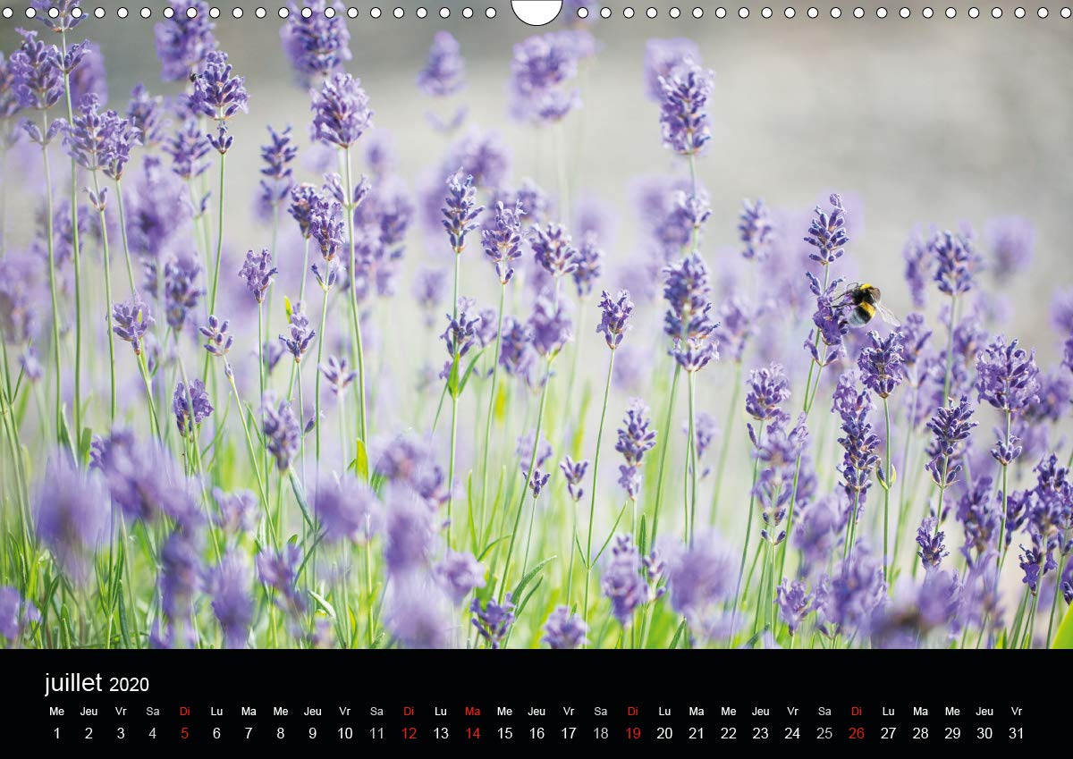 Fleurs et nature 2020: Poesie des fleurs au cours des saisons (Calvendo Nature) (French Edition)