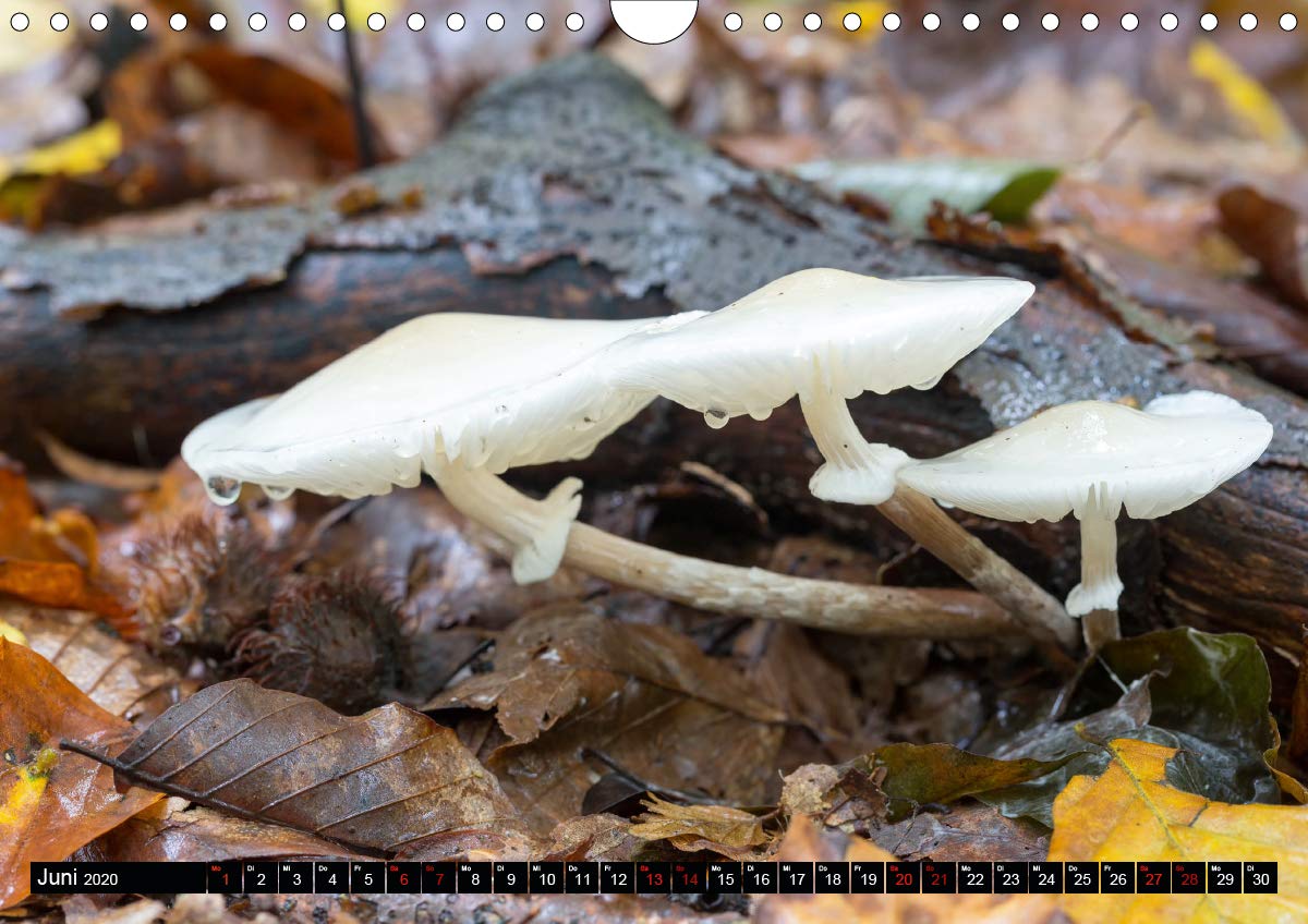 Evasion dans l'imaginaire 2020: Mon imagination se materialise dans un jeu abstrait plein de couleur, joie et harmonie qui me ramene dans le monde de l'enfance. (Calvendo Art) (French Edition)