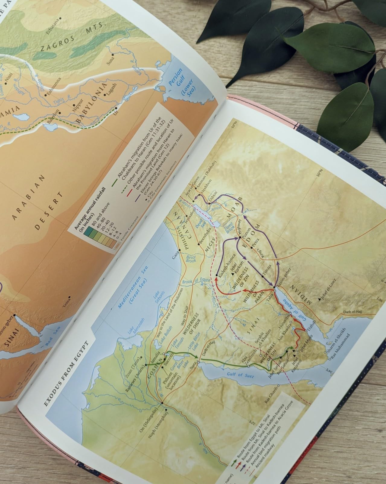 NLT Life Application Study Bible, Third Edition (LeatherLike, Pink Evening Bloom, Indexed, Red Letter)