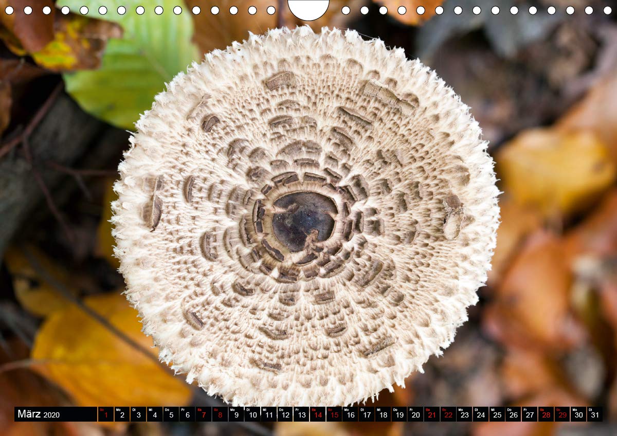 Evasion dans l'imaginaire 2020: Mon imagination se materialise dans un jeu abstrait plein de couleur, joie et harmonie qui me ramene dans le monde de l'enfance. (Calvendo Art) (French Edition)